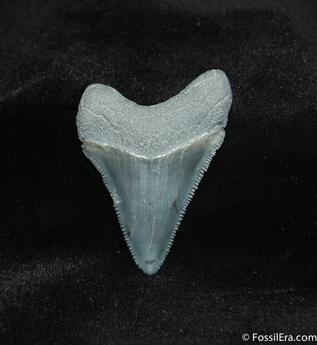Inch Megalodon Tooth - Check The Serrations #549